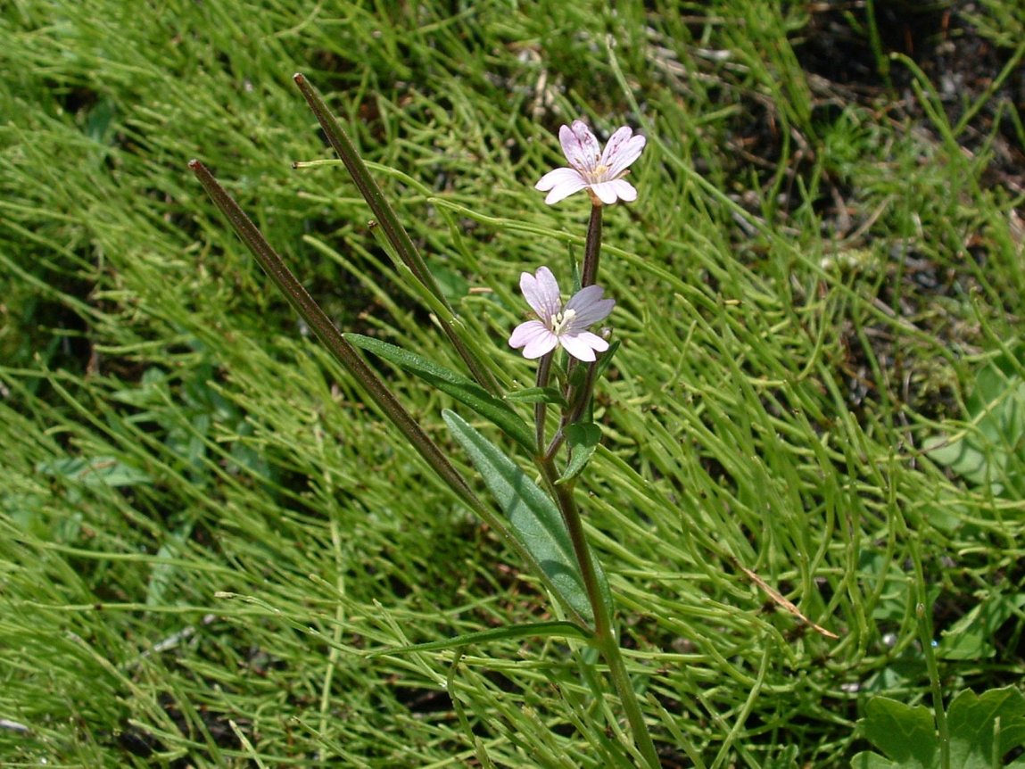 Epilobium sp.